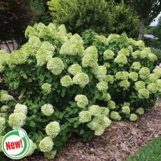 Powerball Hydrangea Thumbnail